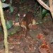 green design, eco design, sustainable design, Fuengirola Biopark, mouse-deer, deer-mouse, Java mouse deer, Mouse-deer born in spain, endangered species