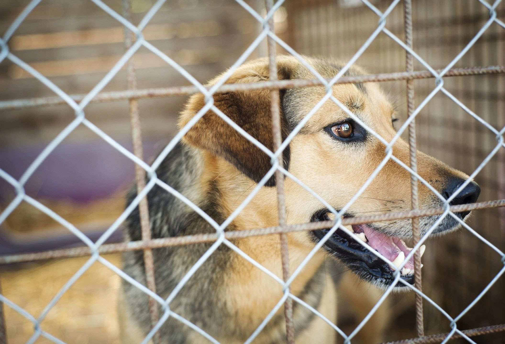 shelters near me dog