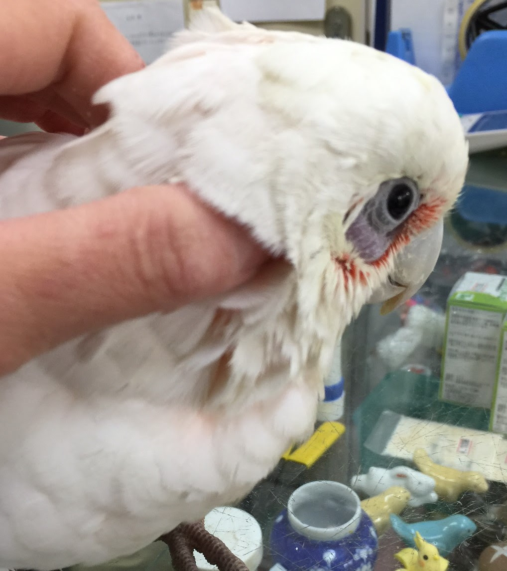 バードステーションキング アカビタイムジオウムのご紹介 バードステーションキング