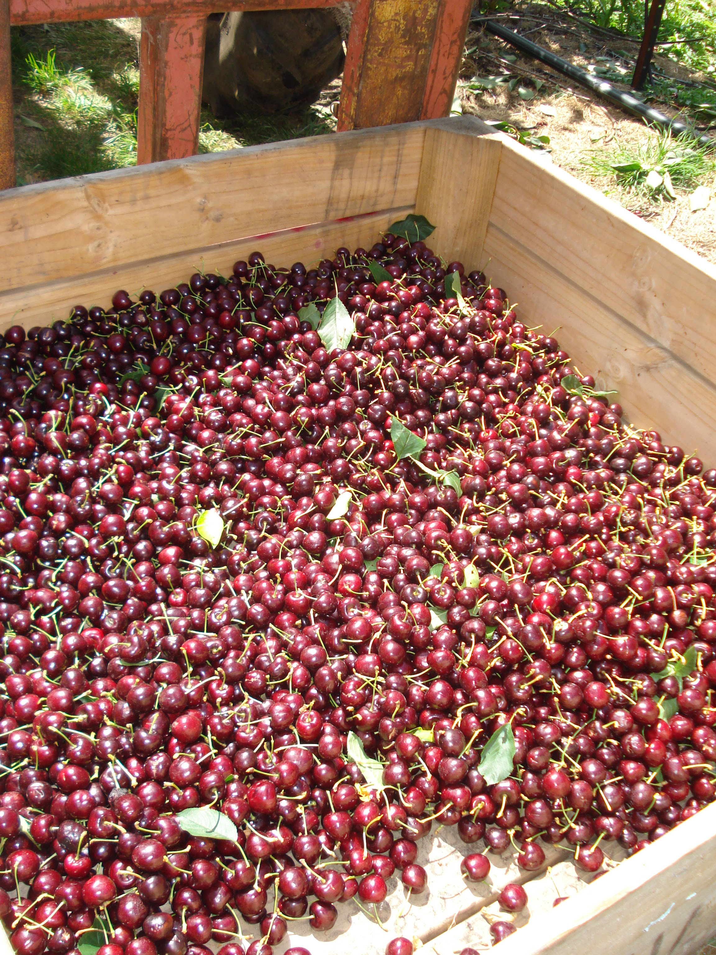 why tasmanian cherry fruit is amongst the best in the world