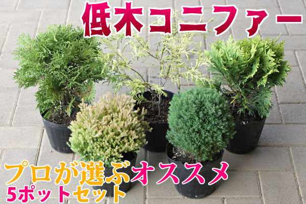 プロがコニファーを選びます 八進緑産株式会社