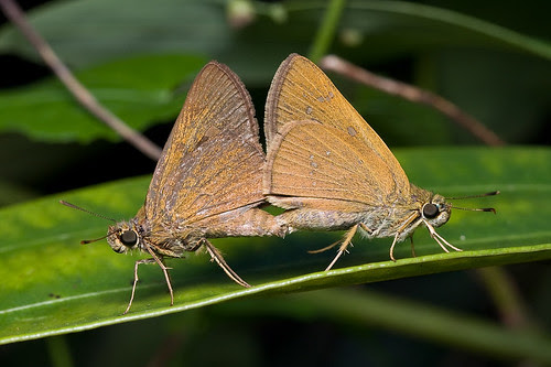 skipper butterflies mating IMG_1030 copy
