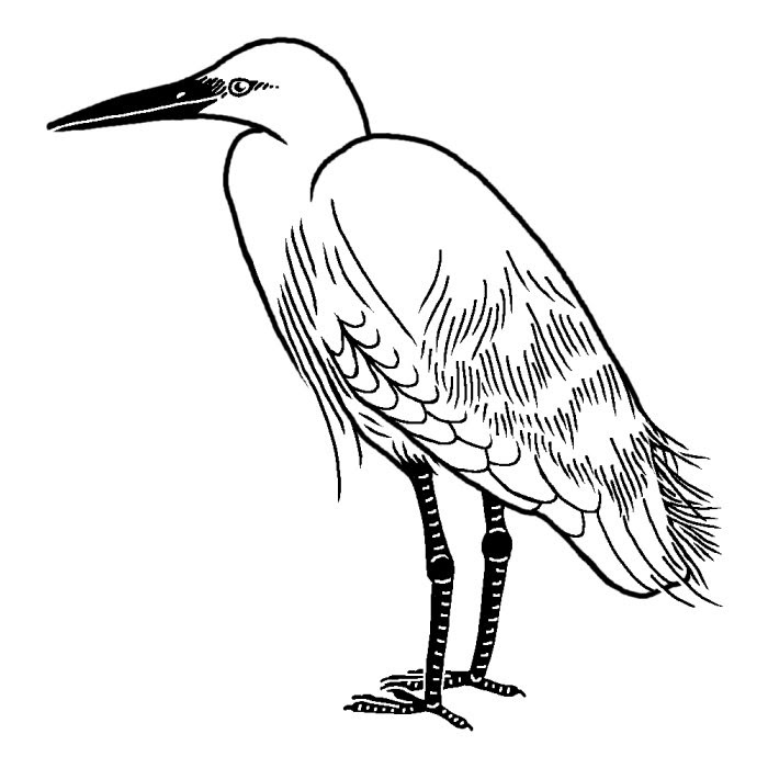 シラサギ 白鷺 白黒 徳島県の鳥 都道府県の木 花 鳥イラスト素材