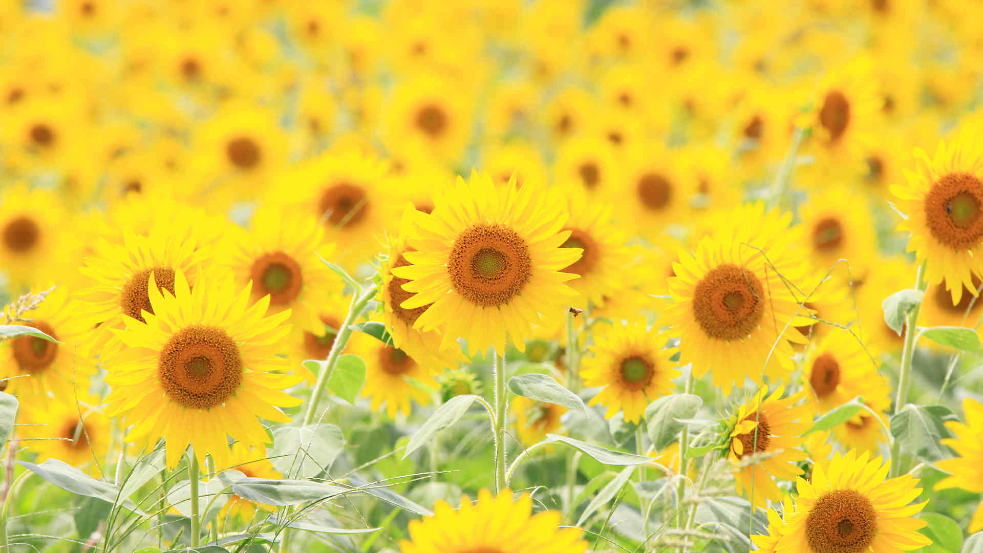 最新ひまわり 画像 壁紙 花の画像