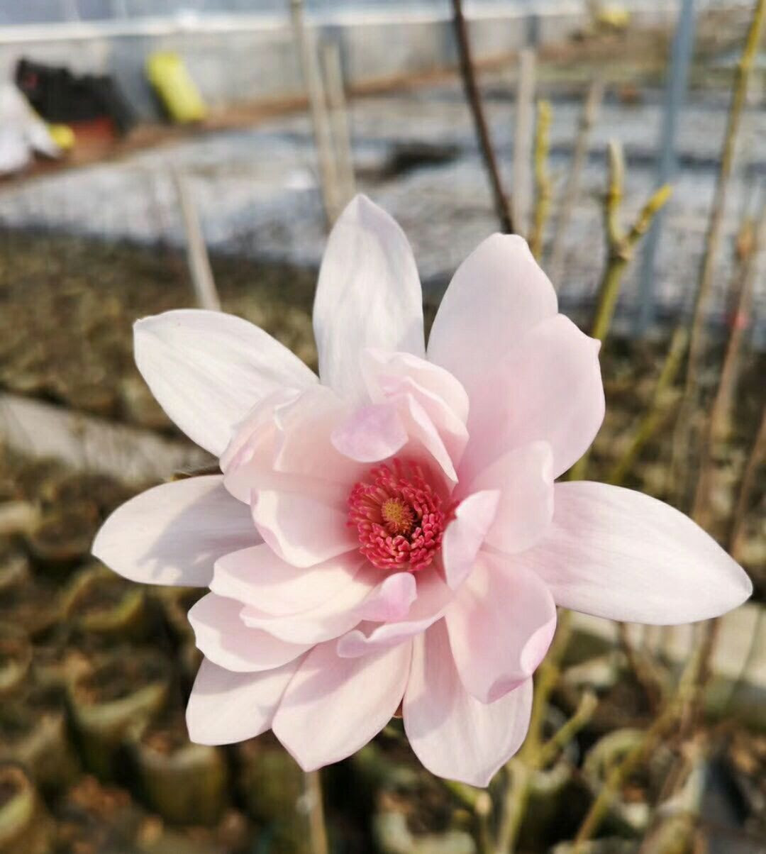 七月玉兰花还开花吗 玉兰花怎么养护 光照