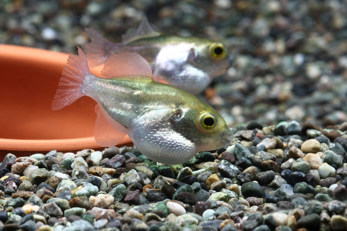 人になつきやすい かわいいフグを飼ってみよう 熱帯魚 アクアリウム情報マガジン