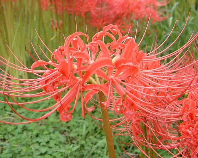 道ばたの雑草 野草 １９ たくましい花