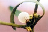 Un extraterestru in lumea plantelor: VASCUL
