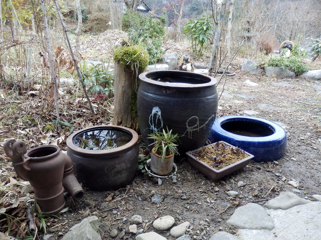 金魚買って来ました 鹿野 農家レストランたぬき