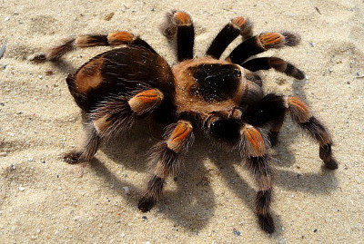 Giftigste Spinne Der Welt In Deutschland / Naturdetektive Fur Kinder Www Naturdetektive De Gefahrliche Spinnen - Nicht giftig, kann aber unter umständen aggressiv reagieren und zubeißen;
