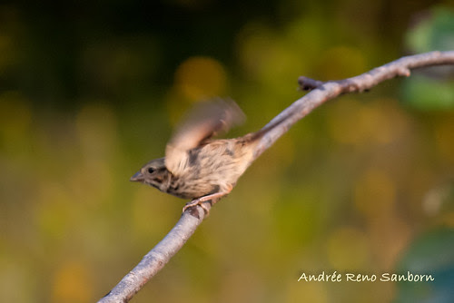 Song Sparrow (Melospiza melodia)-24.jpg