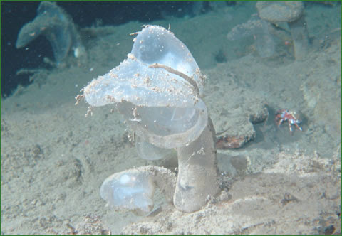 深海生物の高画質な画像まとめ この世のものとは思えないおもしろ生物たち 写真まとめサイト Pictas
