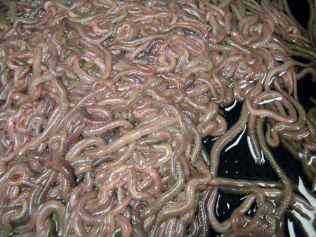 成育過程 キス カワハギ カレイ コイに スペシャルな釣りエサ いきいきゴカイ マスオくん