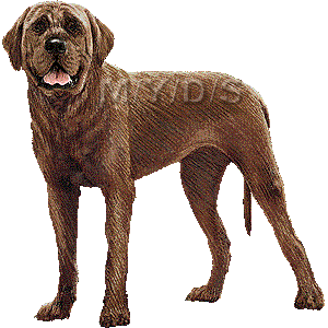 土佐犬 とさいぬ とさけん のイラスト 条件付フリー素材集