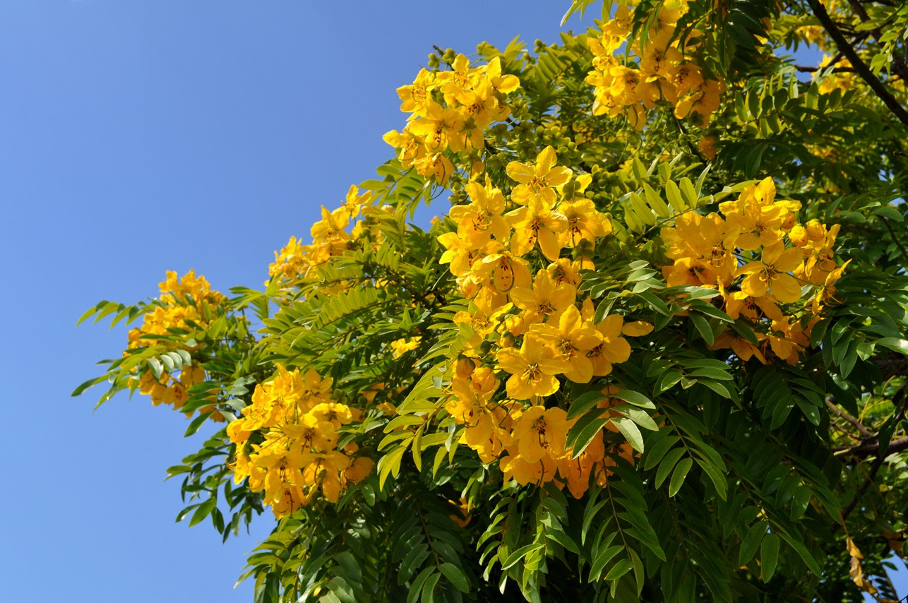 Silk Artificial Flowers, Trees and Plants, Fake Flowers Budget