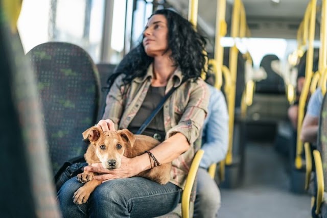   PL aprovado flexibiliza acesso de pets no transporte público no DF