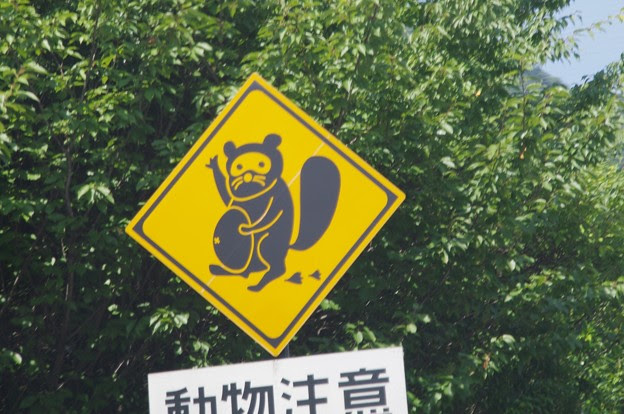 動物注意 タヌキ 照片共享頁面 攝影藏