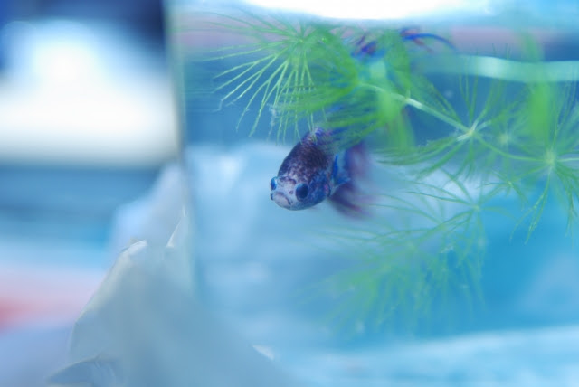 美しい色合いが魅力のベタを飼いたい 特徴や飼い方を紹介