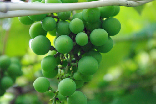 grapes