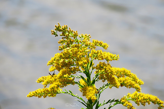 IMG_8348Goldenrod
