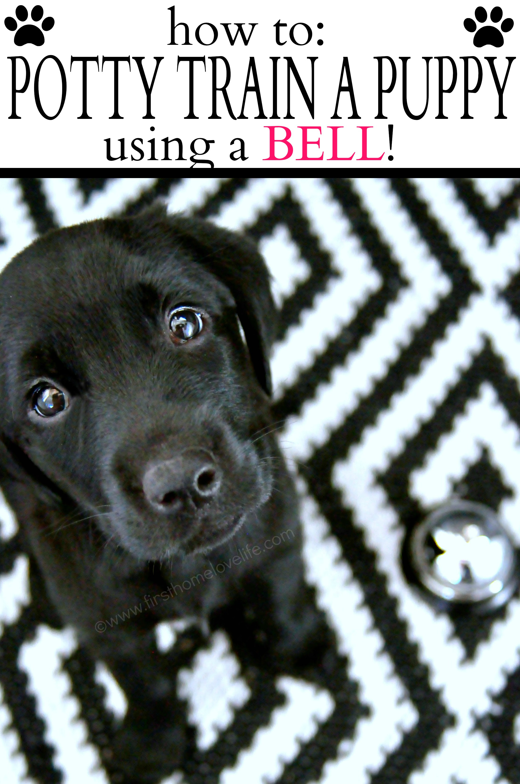 Potty Training Puppy Using a Bell - First Home Love Life