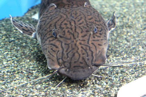 のんほい ゴンベッサ 23年5月21日