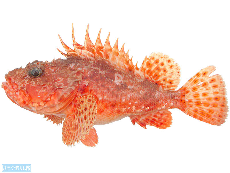 イズカサゴ 八王子釣りし隊の魚図鑑