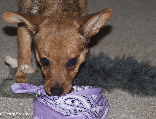 Bandana Shoot 20120609