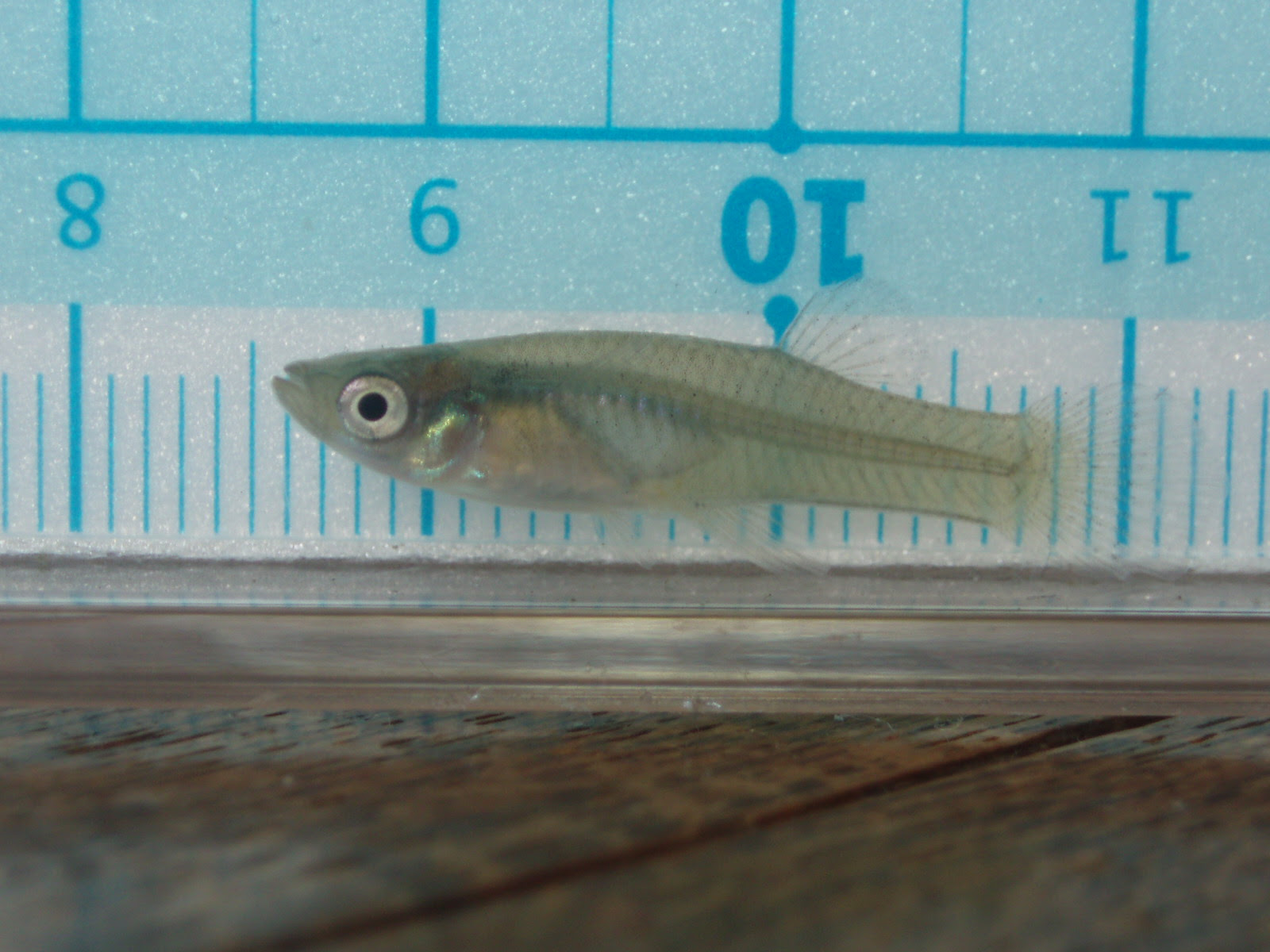 お魚図鑑 17 カダヤシ 趣味はと聞かれれば淡水魚と答えます