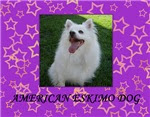 American Eskimo Dog Wall Calendar