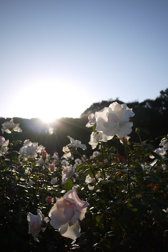 The Rose