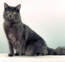 Nebelung Cat