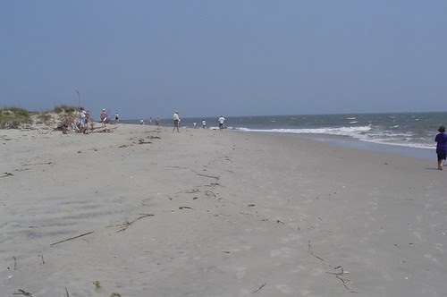Our group looking for shells on North Island in Winyah Bay.