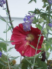 flowers outside aunt peggy's store in boone
