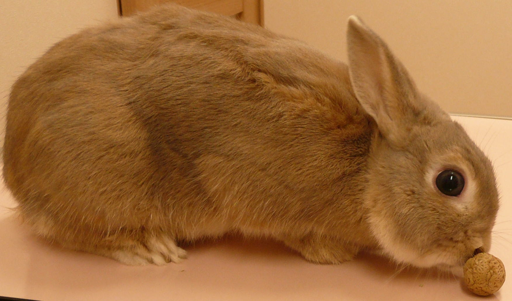 ラビッツ動物病院予防