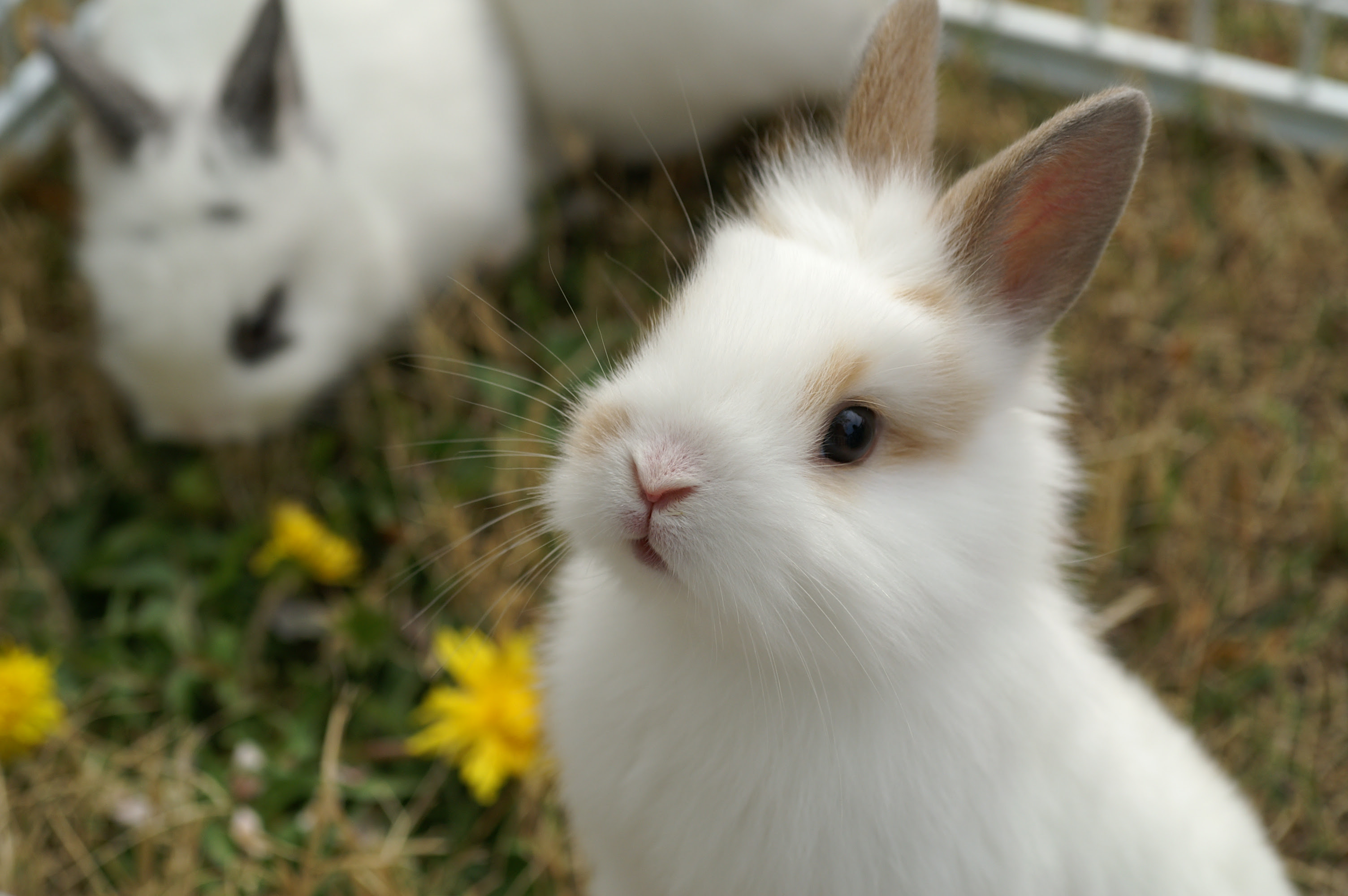 イラストも有り かわいいうさぎの高画質な画像まとめ 写真まとめサイト Pictas