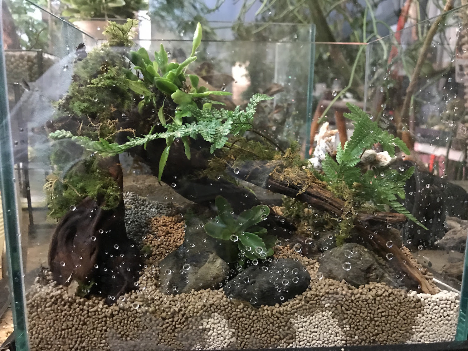 パルダリウムの作り方 Cotoha Blog