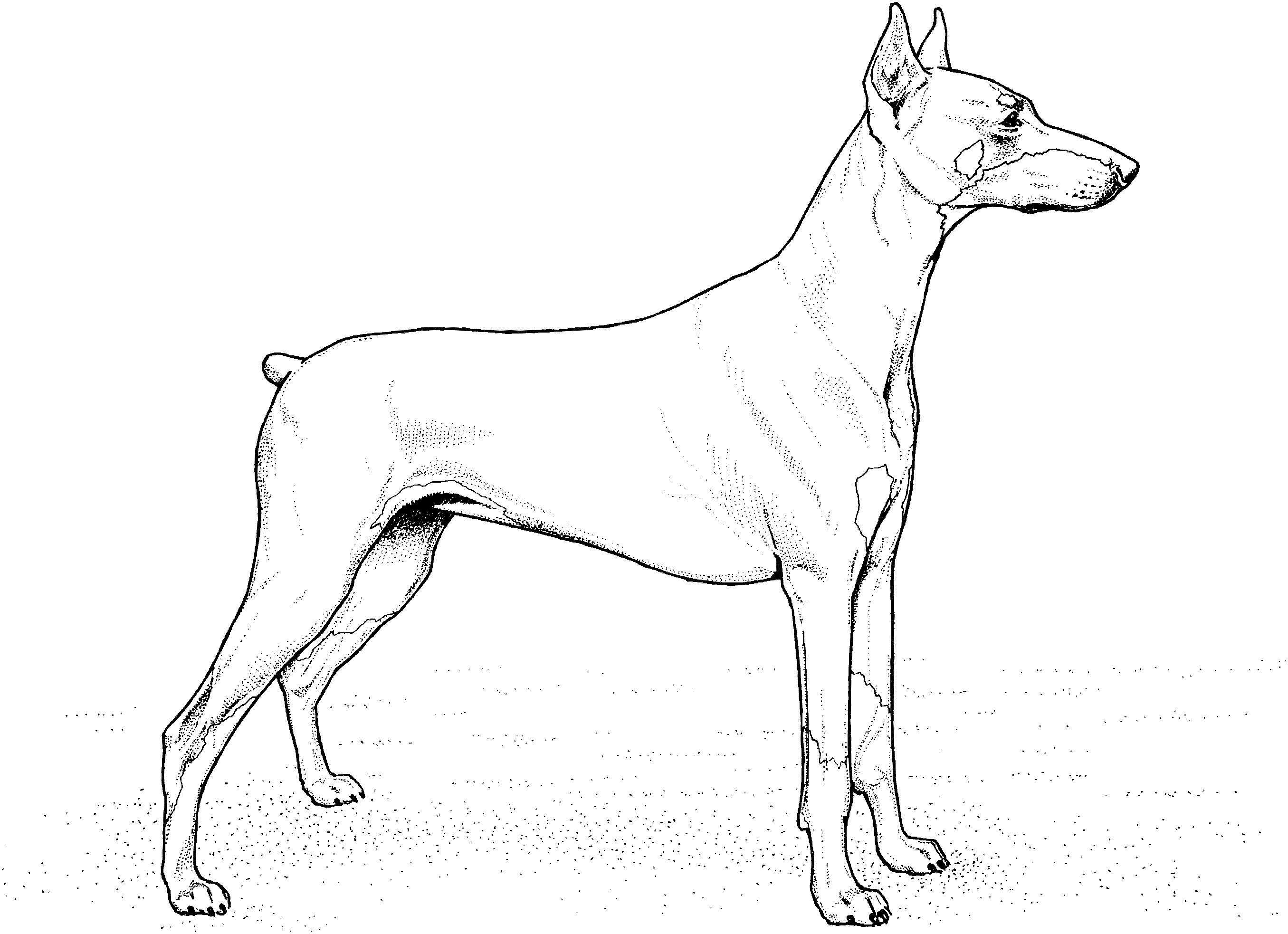 Download Greyhound Face Coloring Pages