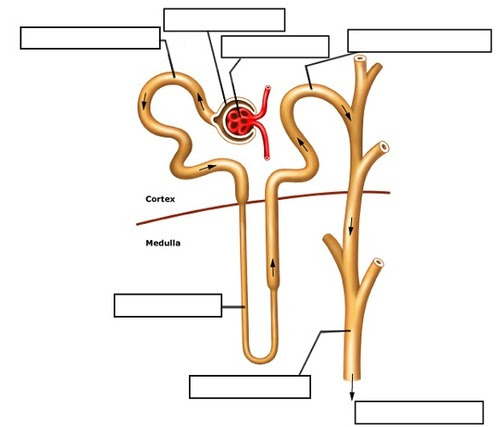 Nephron Label Diagram | Quizlet