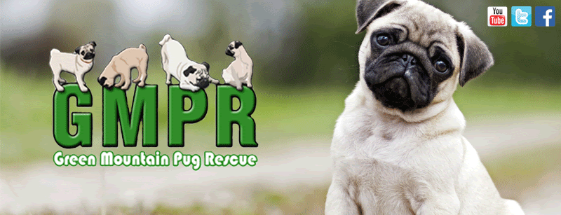 Green Mountain Pug Rescue
