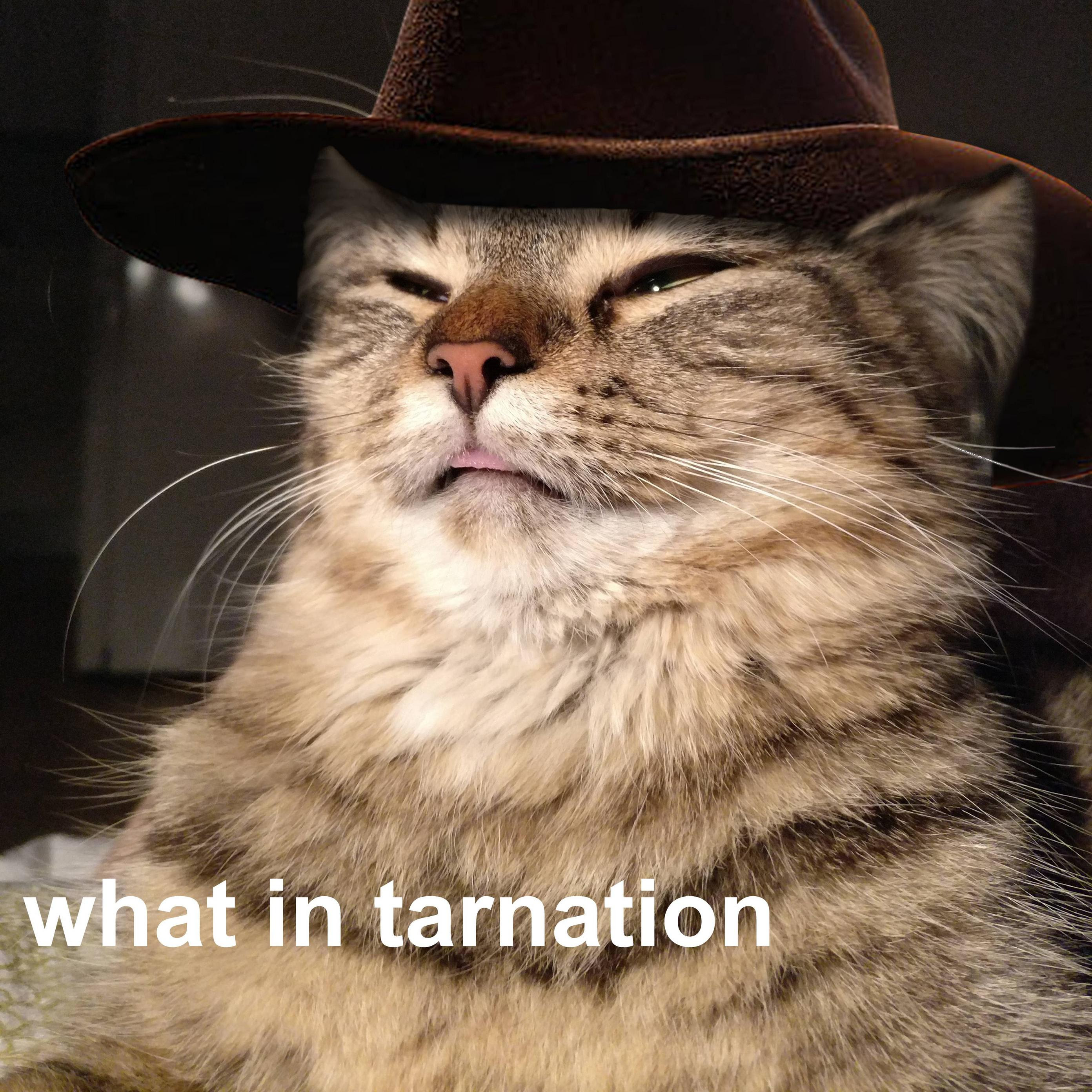 18 Of The Best What In Tarnation Memes