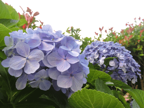 こんな花を見た事有りますか 突然変異の紫陽花 袖振り合うも Mitsu の縁