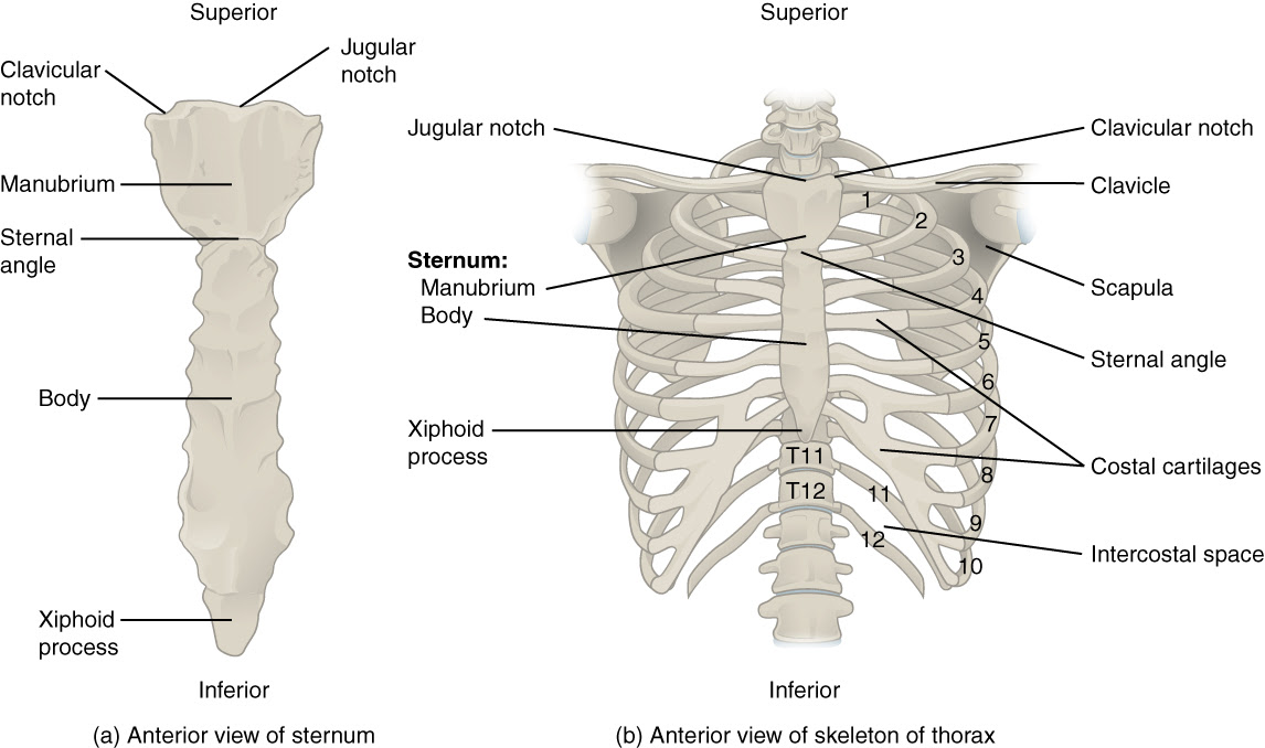 This figure shows the skeletal structure of the rib cage ...