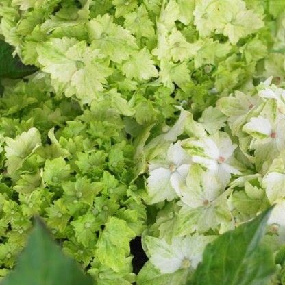 Freaky but I love it! Hydrangea Everlasting® Jade  bloomit.com