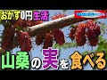 √100以上 ヤマグワの実 食���れる 304701-ヤマグワの実 ���べれる