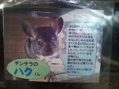 ウサギじゃないしネコでもない 動物園にチンチラがいたよ