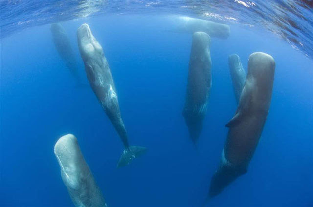 A pod of sleeping sperm whales