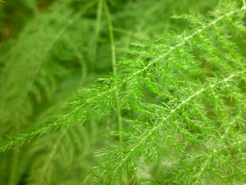 フワフワ可愛いグリーン 観葉植物のアスパラガスをご紹介