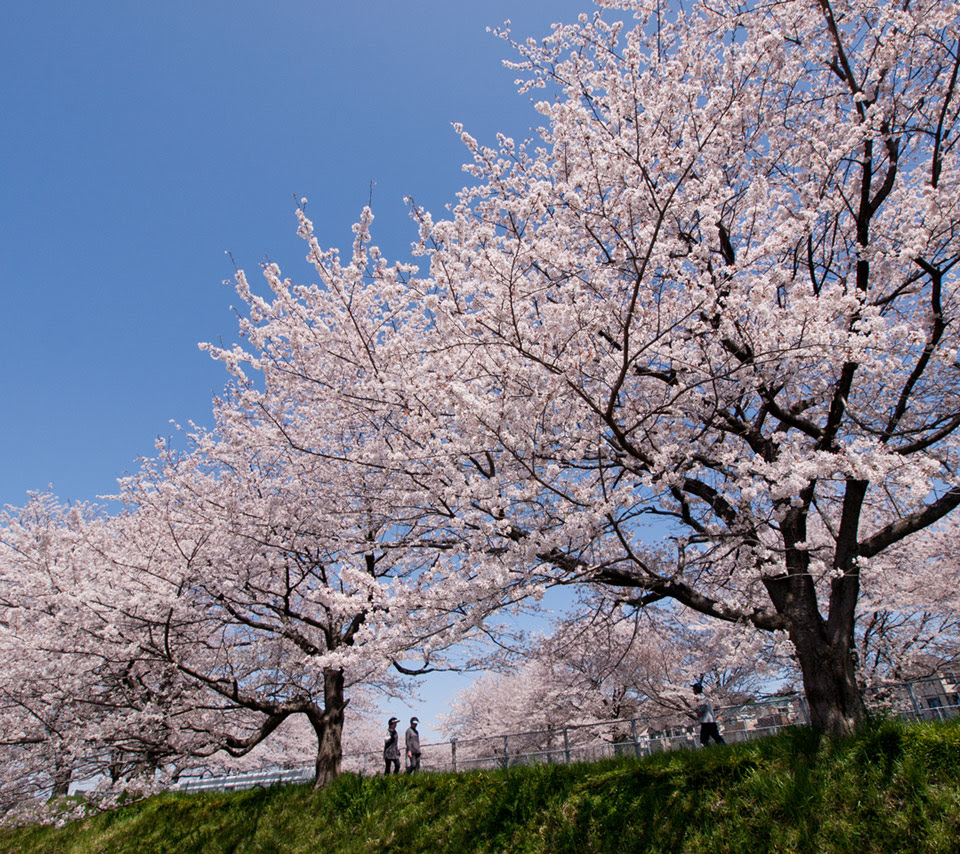 満開の桜 スマートフォン無料壁紙 960 854 Android向け