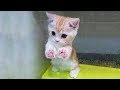 いろいろ 子猫 猫 画像 笑える 149765
